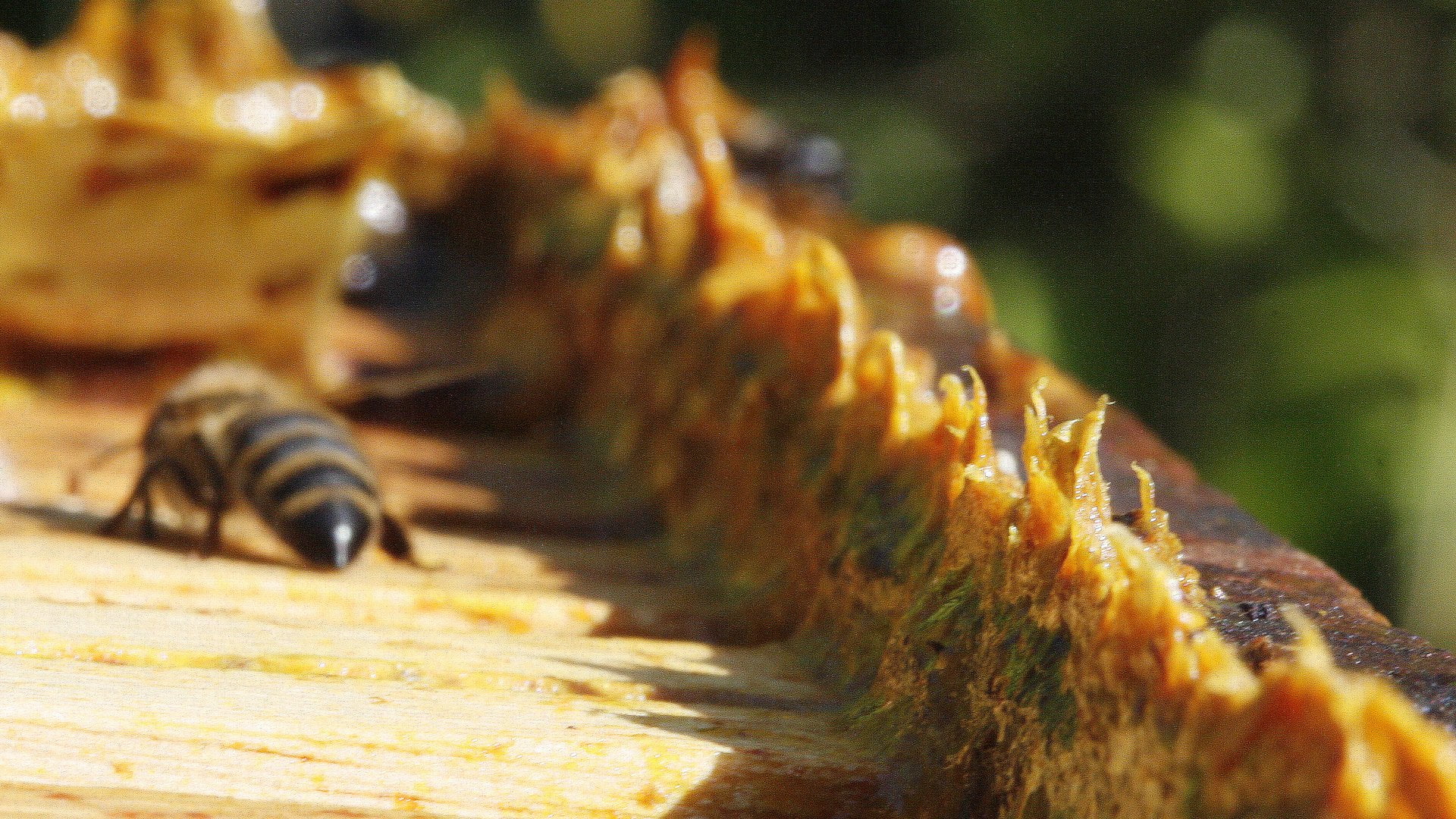 Propolis in beehives